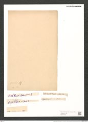 Synedra affinis var. parva (Kuetz). V. H. (de-Toni-Nr.: Genus 66, Species 2607) Zeichnungen Sammlung Grunow (NHMW-BOT-W0373754)